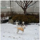 댕댕이의 하루 이미지