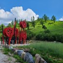 해바라기-청춘(1) 이미지