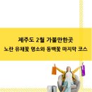 41190-01-07-256 | 제주도 2월 가볼만한곳, 노란 유채꽃 명소와 동백꽃 마지막 코스