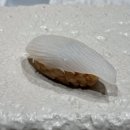 트라디시옹 이미지