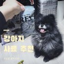 pet25고7651 | 강아지사료 그레인프리사료 추천 개밥왕 토우사료 솔직후기 Taste of the Wild(토우)