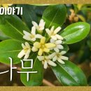 돈나무 [국립수목원 우리꽃 이야기. 107] 이미지