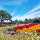 서부농업기술센터 | 제주도 서쪽 코스 서부농업기술센터 꽃 명소 구경 꿀팁