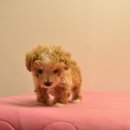 유올펫 강아지고양이 청주점 네이버블로그