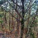 바다와 솔향기 이미지