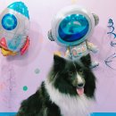 도그플래닛 이미지