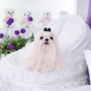 아리엘언니 이미지