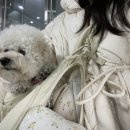 포레스트명례 이미지