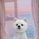 부티크멍 애견미용실 이미지