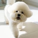 내과동물병원 루미나 이미지