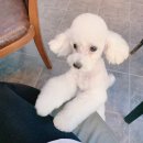 메이저독 이미지