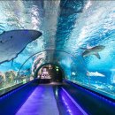 코엑스아쿠아리움 이미지