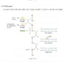 DNA 복제 시 연결효소 질문!! 이미지