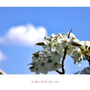 주말 봄나들이 숨은 명소로 손꼽히는 하얀 배꽃 나라 이번 주가 절정..- 천안 9경 왕지봉 배꽃 이미지