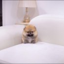 유앤미펫 강아지분양 고양이분양 위례점 이미지