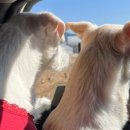 토르스테이 이미지