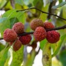 해오름농원 이미지