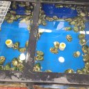 봉산농협쌍교로컬푸드직매장 이미지