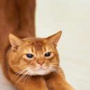 요가스트레칭 이미지