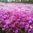 철쭉동산 이미지