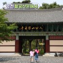 은해사 벚꽃길 | 경북 영천 여행 팔공산 은해사, 영천 9경 천년 사찰