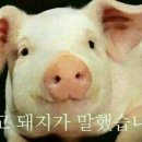 마장동대패삼겹&주먹고기 - 음성군 대금로 529 | 마장동대패삼겹&주먹고기
