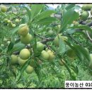 고야농산
