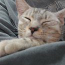 고양이살롱앤카페 이미지