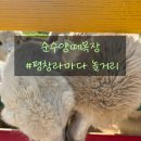 댕장고 | 5월 평창 라마다 놀거리 알파카 체험 [순수양떼목장]