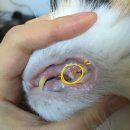 마야동물병원 이미지