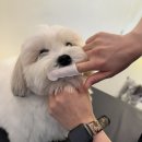 헬로우 독 | 마포구 애견유치원 추천 ♡ 체계적인 긍정강화 교육이 가능한 헬로우버디 홍대점