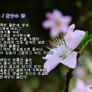 복사꽃 / 한승수 시, 이영례 작곡 / 테너 김구삼 &amp; photo by 모모수계 이미지