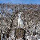 1100고지 휴게소 ↔ 제주시 방향 | 제주/겨울 필수 관광 &lt;1100고지&gt;