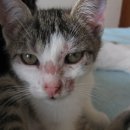 강앤정 동물병원 이미지