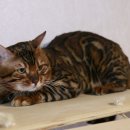 미파캐터리 이미지