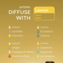 코지시엘 이미지