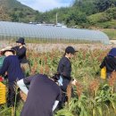순천꽃마차마을