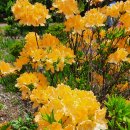 강원도립화목원 이미지