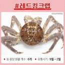 민교주 | [노량진]인어교주해적단 영신 수산 킹크랩 포장 민생회복 지원금 내돈내산 후기