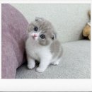 복실복실 | 시흥스코티시폴드분양 후기 – 배곧신도시 근처에서 만난 복실복실 귀요미