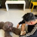 멍브로 이미지