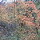 연지청구1차 이미지