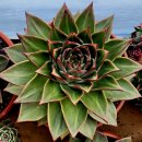 쿤타킨테 이미지