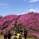 이뿐 꽃사진 구경하세요~🌸 [지리산 바래봉 철쭉] 이미지