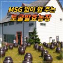 등구농장 | 고창 토굴발효농장 솔직 후기