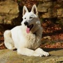 리베동물메디컬센터 이미지