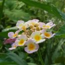 장현3리 이미지