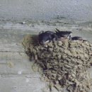 제비어린이집 이미지