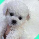 버디독 강아지분양 안심분양센터 시흥점 이미지