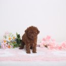 왓츠멍 남양주 강아지분양 | 남양주 강아지 분양 푸들 분양후기 알려드려요